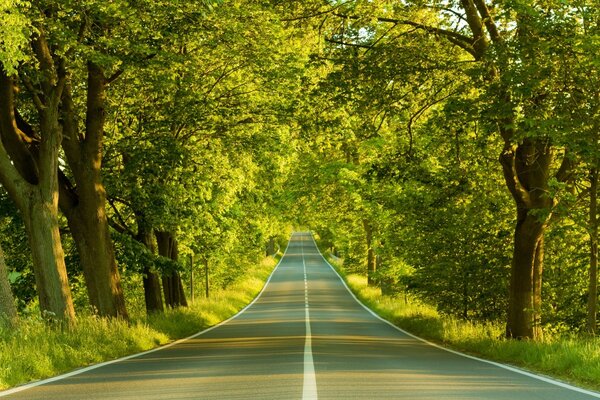 Auto road in spring through the forest