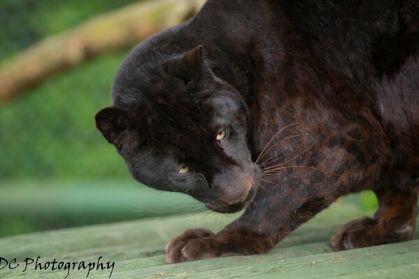 The panther lurked before jumping on the victim