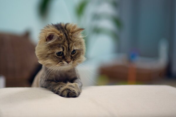 Fluffy kitten with a sad face