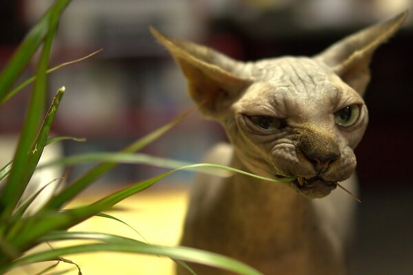 El gato Sphynx come hierba