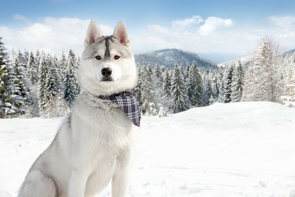 Winter landscape dog in a scarf