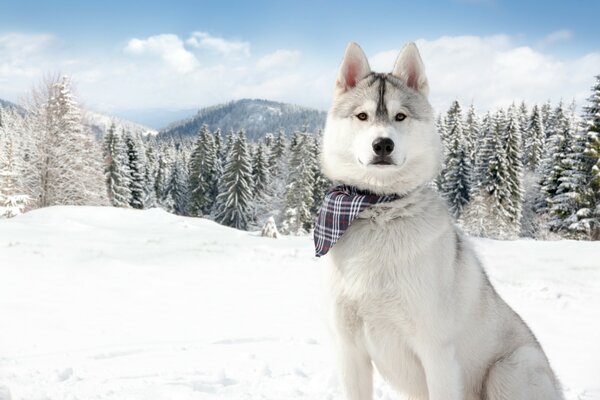 Funny husky in a bandana on the background of a winter forest