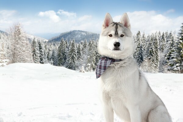 Drôle Husky en bandana sur fond de forêt d hiver