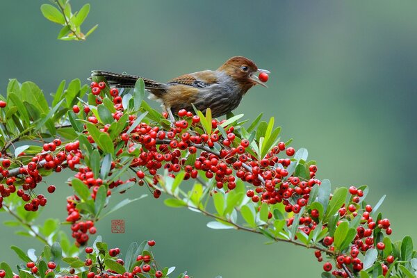 A small bird eats berries on a branch