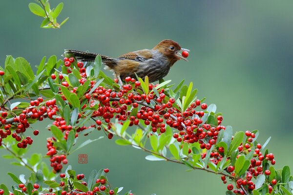 Petit oiseau mange des baies sur une branche