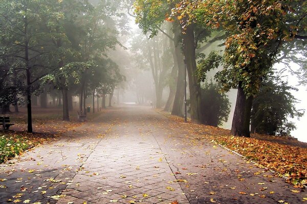 Light fog on the path in the autumn forest