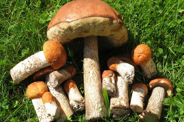 Champignons frais sur l herbe verte en gros plan