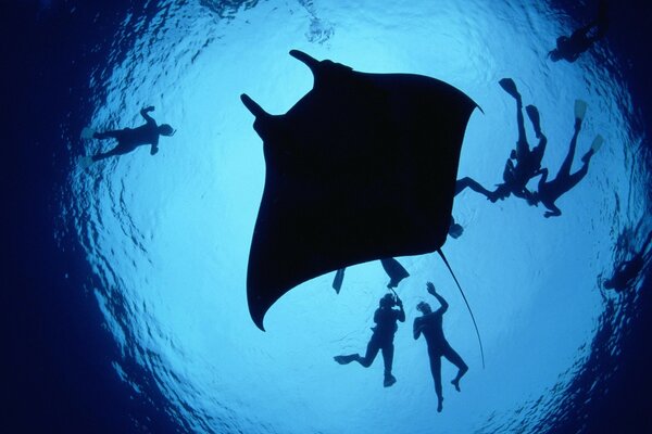 Stingray et plongeurs noir sur bleu