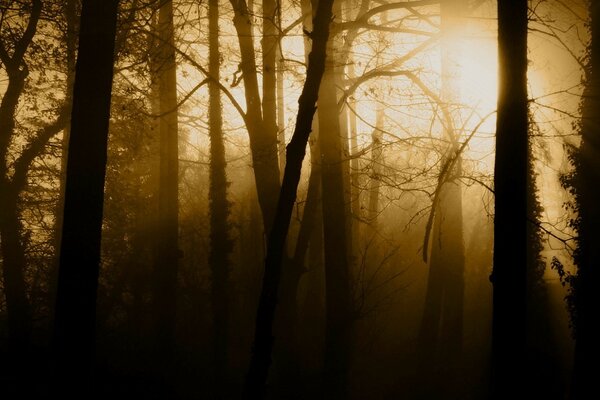 Aube dans la forêt dense avec le brouillard