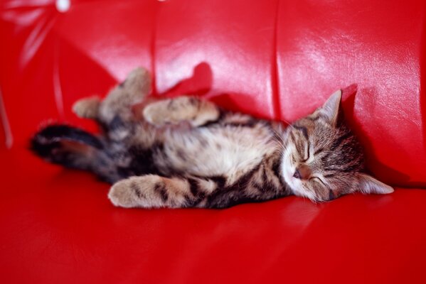 Полосатый кот спит на диване