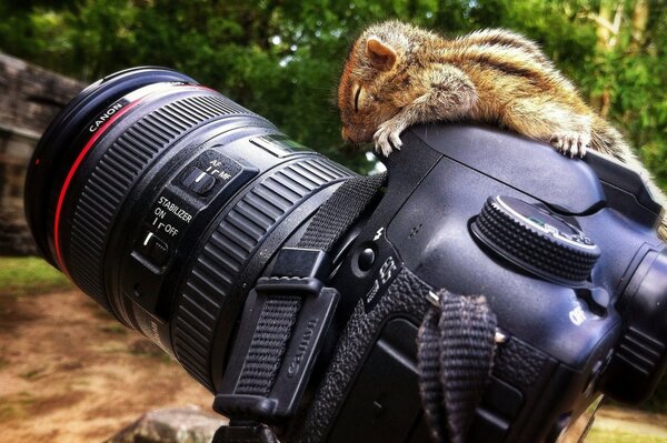 Selbst ein Chipmunk-Regisseur und eine Kamera