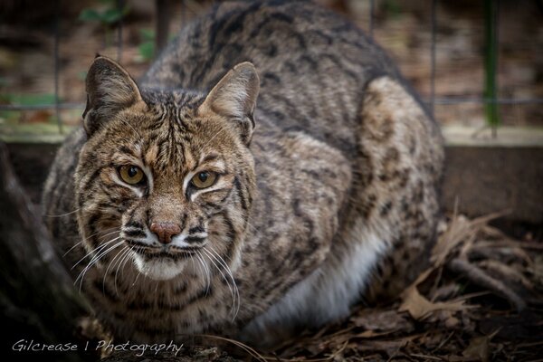 Lince che rintraccia la sua preda