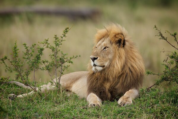 Król zwierząt leży na trawie