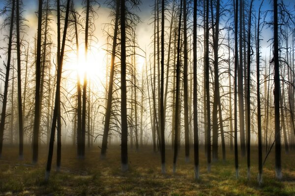 Il sole splende tra gli alberi