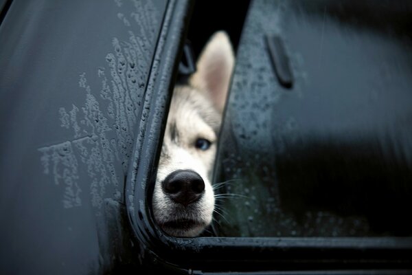 Собака высунула нос из окна автомобиля