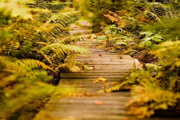 Chemin de bois entre fougères