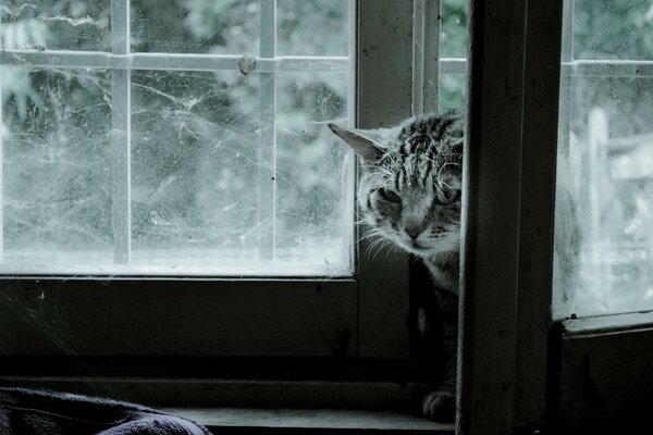 Chat rayé entre dans la porte