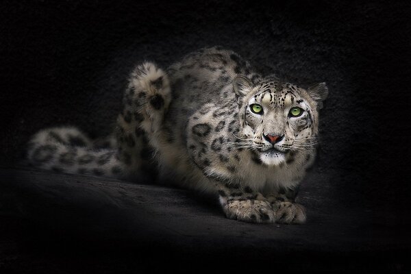 Gran animal leopardo sentado