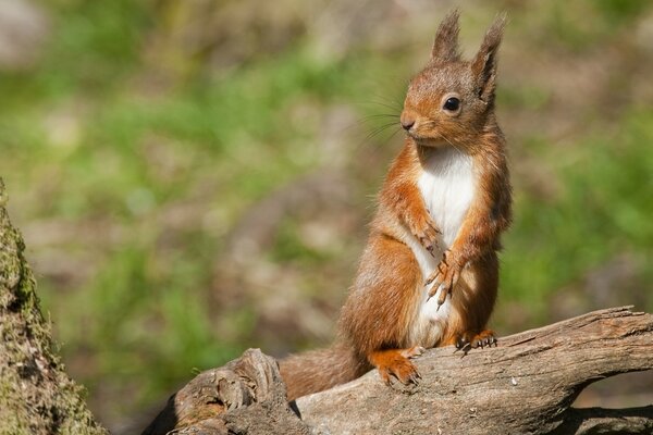 In the animal world . little squirrel