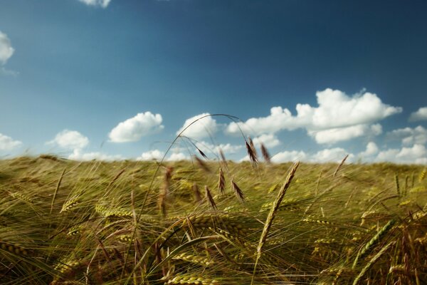 A field of wheat ears under a blue sky with clouds