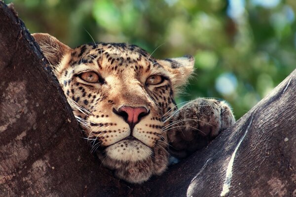 Léopard au repos sur un arbre