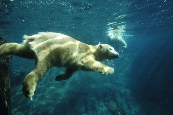 Белый медведь плывет пол водой