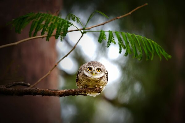 An owl sits on a branch and looks out for prey