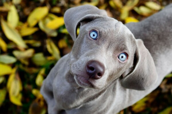 El perrito gris Mira hacia arriba con curiosidad