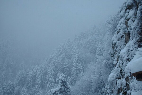 Verschneiter Wald im strengen Winter