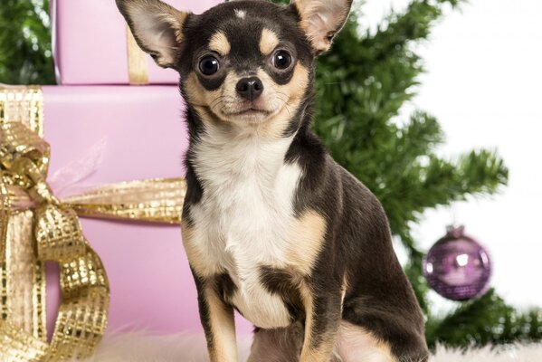 Christmas tree beauty and little chihuahua