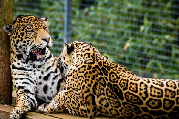 Jaguar-Hartfaserplatten sonnen sich in der Sonne