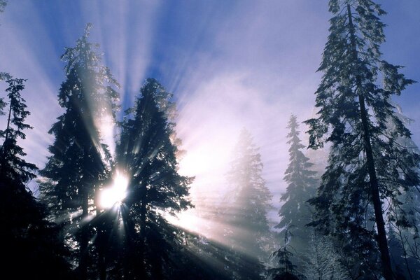 Les rayons du soleil se frayent un chemin à travers les sapins d hiver