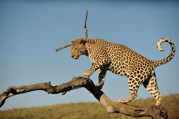 Wildtiere . foto des Leoparden