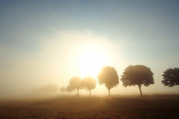 Trees shrouded in misty dawn