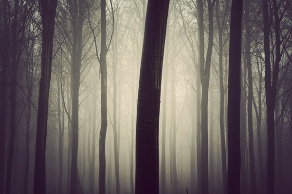 Bosque temprano en la mañana brumosa