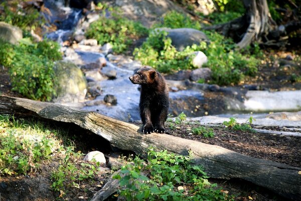 Wolverine-Raubtier im Lebensraum