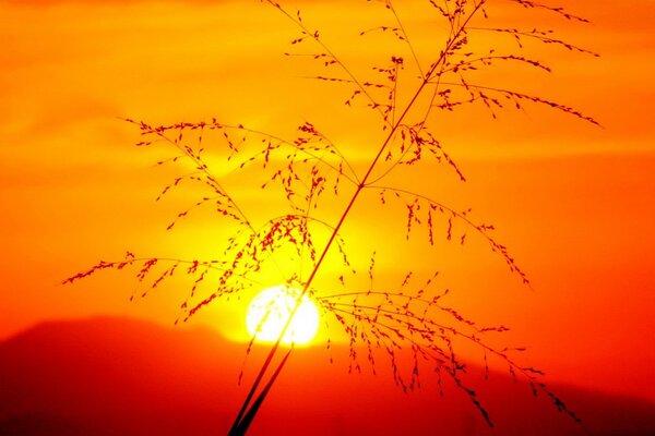 Branche sur fond de coucher de soleil rouge