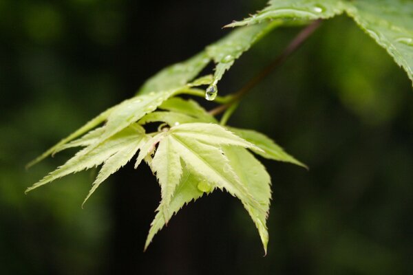 Dew on the leaves of a maple branch