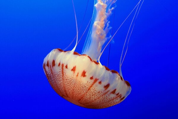 Red and white jellyfish on a blue background