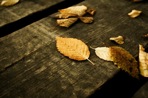 Estetica. Autunno. Foglie cadute