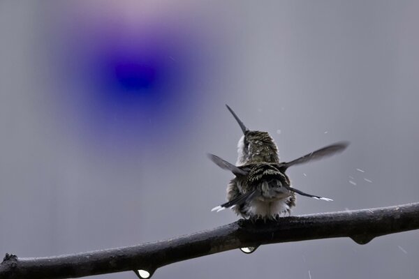 Il colibrì si scuote l acqua