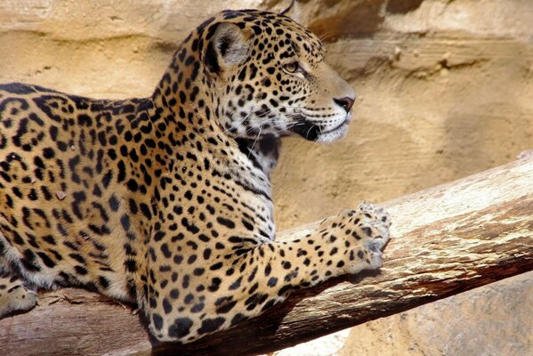 Leopardo su un tronco. Predatore. Riposo