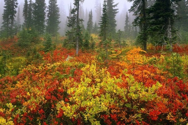 Foresta nebbiosa autunnale con cespugli colorati