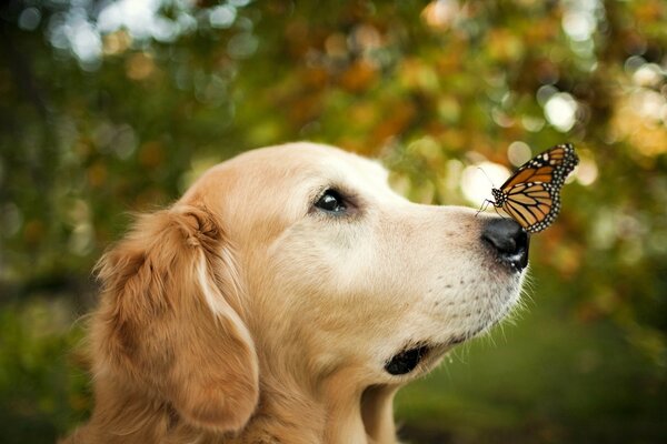 Mariposa sentada en la nariz de un perro