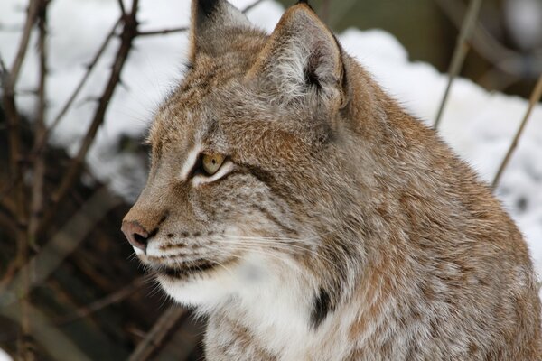 Wildcats. Lynx in winter