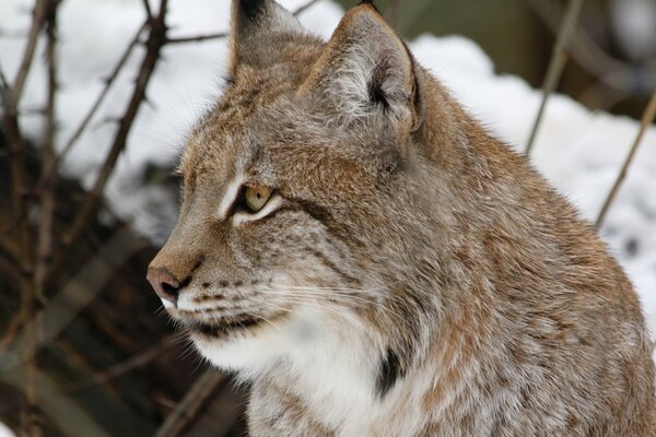 Gato montés. Lince en invierno