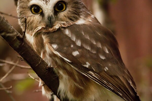 Owl on a branch in brown tones