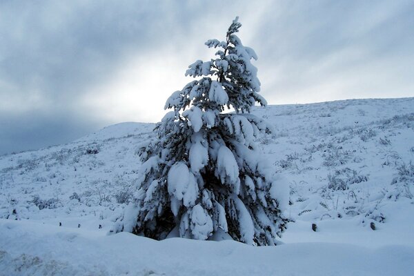 Un albero di Natale impantanato dalla neve pesante