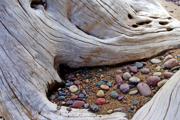 Piedras de colores debajo de las gruesas raíces del árbol