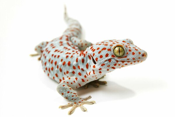 Lézard sur fond blanc